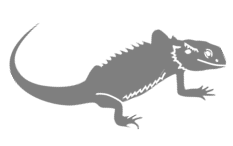 Default Bearded Dragon Image
